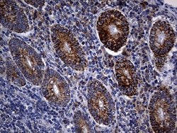 Invitrogen TIMM23 Monoclonal Antibody (OTI2F5) 100 &mu;L; Unconjugated:Antibodies,