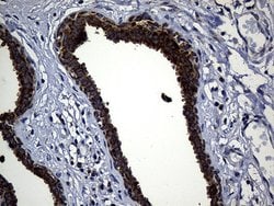 Invitrogen TIMM23 Monoclonal Antibody (OTI2F5) 100 &mu;L; Unconjugated:Antibodies,