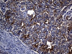 Invitrogen TIMM23 Monoclonal Antibody (OTI2F5) 100 &mu;L; Unconjugated:Antibodies,
