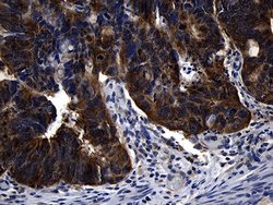 Invitrogen RNF14 Monoclonal Antibody (OTI1C9) 100 &mu;L; Unconjugated:Antibodies,
