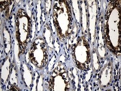 Invitrogen RNF14 Monoclonal Antibody (OTI1C9) 100 &mu;L; Unconjugated:Antibodies,