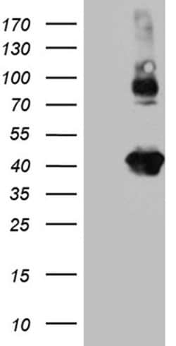 Invitrogen Syntaxin 3 Monoclonal Antibody (OTI3A5) 100 &mu;L; Unconjugated:Antibodies,