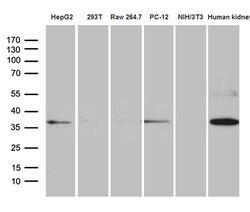 Invitrogen Syntaxin 3 Monoclonal Antibody (OTI3A5) 100 &mu;L; Unconjugated:Antibodies,
