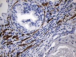 Invitrogen C1orf111 Monoclonal Antibody (OTI2A9) 100 &mu;L; Unconjugated:Antibodies,