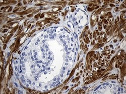 Invitrogen C1orf111 Monoclonal Antibody (OTI2A9) 100 &mu;L; Unconjugated:Antibodies,
