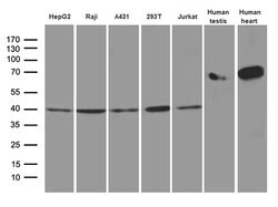 Invitrogen TXNL2 Monoclonal Antibody (OTI2F2) 100 &mu;L; Unconjugated:Antibodies,