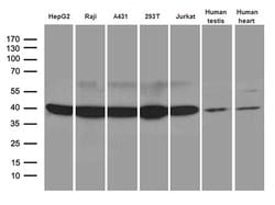 Invitrogen TXNL2 Monoclonal Antibody (OTI4C8) 100 &mu;L | Buy Online | Invitrogen&trade; | Fisher Scientific