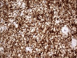 Invitrogen CNPase Monoclonal Antibody (OTI3C3) 100 &mu;L; Unconjugated:Antibodies,