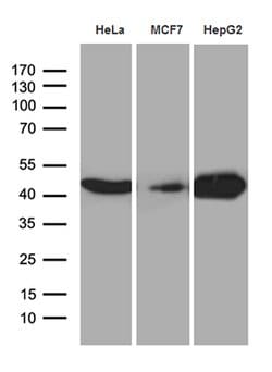Invitrogen CNPase Monoclonal Antibody (OTI3C3) 100 &mu;L; Unconjugated:Antibodies,