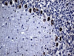 Invitrogen MMGT1 Monoclonal Antibody (OTI4D7) 100 &mu;L; Unconjugated:Antibodies,