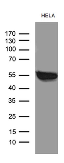 Invitrogen BAF60C Monoclonal Antibody (OTI4G3) 100 &mu;L; Unconjugated:Antibodies,