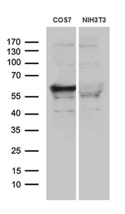Invitrogen BAF60C Monoclonal Antibody (OTI4G3) 100 &mu;L; Unconjugated:Antibodies,