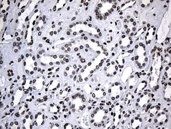 Invitrogen SF3B14 Monoclonal Antibody (OTI8A1) 100 &mu;L; Unconjugated:Antibodies,