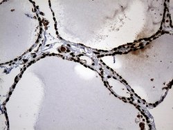 Invitrogen SF3B14 Monoclonal Antibody (OTI8A1) 100 &mu;L; Unconjugated:Antibodies,