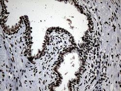 Invitrogen SF3B14 Monoclonal Antibody (OTI8A1) 100 &mu;L; Unconjugated:Antibodies,