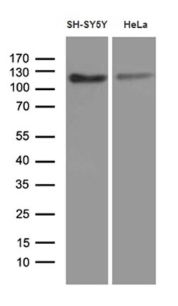 Invitrogen Fe65 Monoclonal Antibody (OTI3H9) 100 &mu;L; Unconjugated:Antibodies,