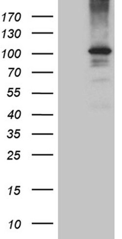 AGO1 Monoclonal Antibody (OTI4G1):Antibodies, Monoclonal