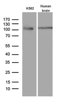 AGO1 Monoclonal Antibody (OTI4G1):Antibodies, Monoclonal