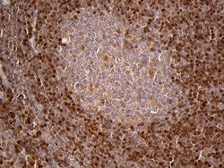 Invitrogen CHIA Monoclonal Antibody (OTI3H4) 100 &mu;L; Unconjugated:Antibodies,