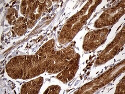 Invitrogen CHIA Monoclonal Antibody (OTI3H4) 100 &mu;L; Unconjugated:Antibodies,