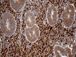 Invitrogen CHIA Monoclonal Antibody (OTI3H4) 100 &mu;L; Unconjugated:Antibodies,