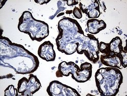 Invitrogen KRT84 Monoclonal Antibody (OTI2D1) 100 &mu;L; Unconjugated:Antibodies,