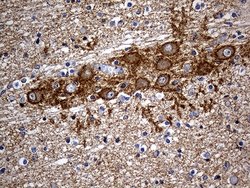 Invitrogen Septin 3 Monoclonal Antibody (OTI3H6) 100 &mu;L; Unconjugated:Antibodies,