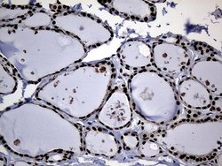Invitrogen Cdc45L Monoclonal Antibody (OTI4F3) 100 &mu;L; Unconjugated:Antibodies,