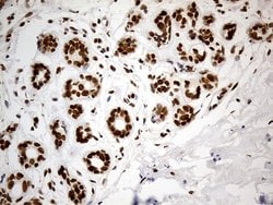 Invitrogen Cdc45L Monoclonal Antibody (OTI4F3) 100 &mu;L; Unconjugated:Antibodies,