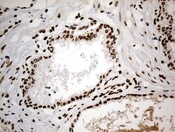 Invitrogen Cdc45L Monoclonal Antibody (OTI4F3) 100 &mu;L; Unconjugated:Antibodies,