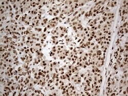 Invitrogen Cdc45L Monoclonal Antibody (OTI4F3) 100 &mu;L; Unconjugated:Antibodies,