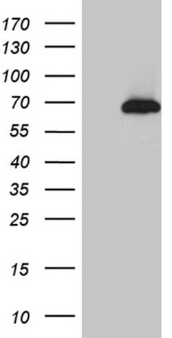Invitrogen Cdc45L Monoclonal Antibody (OTI4F3) 100 &mu;L; Unconjugated:Antibodies,