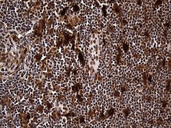 Invitrogen RAD21 Monoclonal Antibody (OTI6C10) 100 &mu;L; Unconjugated:Antibodies,