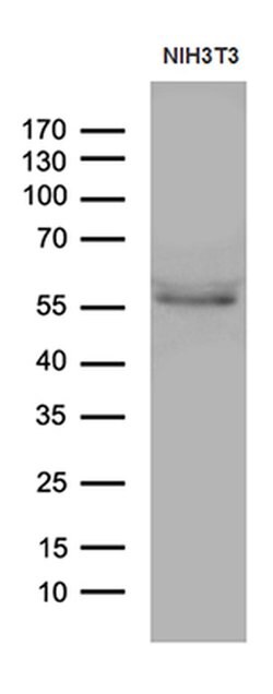 Invitrogen PPAR delta Monoclonal Antibody (OTI2D2) 100 &mu;L; Unconjugated:Antibodies,