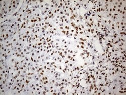 Invitrogen GABPB1 Monoclonal Antibody (OTI7A7) 100 &mu;L; Unconjugated:Antibodies,