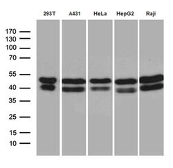 Invitrogen GABPB1 Monoclonal Antibody (OTI7A7) 100 &mu;L; Unconjugated:Antibodies,