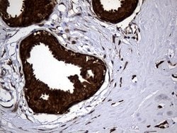Invitrogen ALDH7A1 Monoclonal Antibody (OTI1A9) 100 &mu;L; Unconjugated:Antibodies,