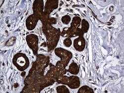 Invitrogen ALDH7A1 Monoclonal Antibody (OTI1A9) 100 &mu;L; Unconjugated:Antibodies,