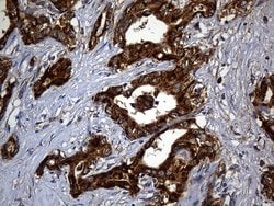 Invitrogen ALDH7A1 Monoclonal Antibody (OTI1A9) 100 &mu;L; Unconjugated:Antibodies,