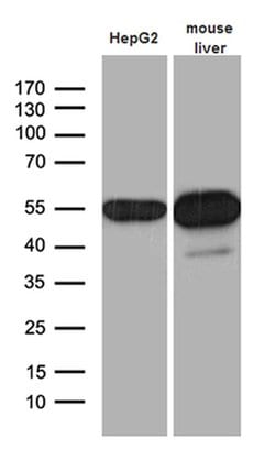 Invitrogen ALDH7A1 Monoclonal Antibody (OTI1A9) 100 &mu;L; Unconjugated:Antibodies,