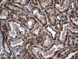 C9orf89 Monoclonal Antibody (OTI4E10):Antibodies, Monoclonal