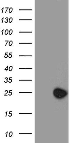 C9orf89 Monoclonal Antibody (OTI4E10):Antibodies, Monoclonal