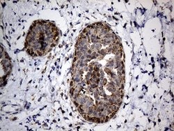 Invitrogen NAGA Monoclonal Antibody (OTI3A4) 100 &mu;L; Unconjugated:Antibodies,