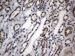 Invitrogen NAGA Monoclonal Antibody (OTI3A4) 100 &mu;L; Unconjugated:Antibodies,