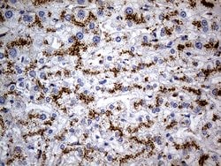 Invitrogen NAGA Monoclonal Antibody (OTI3A4) 100 &mu;L; Unconjugated:Antibodies,
