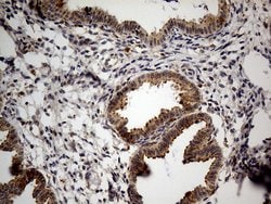 Invitrogen NAGA Monoclonal Antibody (OTI3A4) 100 &mu;L; Unconjugated:Antibodies,
