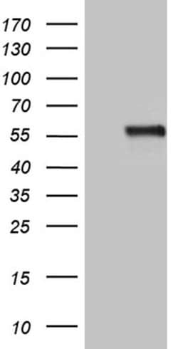 Invitrogen NAGA Monoclonal Antibody (OTI3A4) 100 &mu;L; Unconjugated:Antibodies,