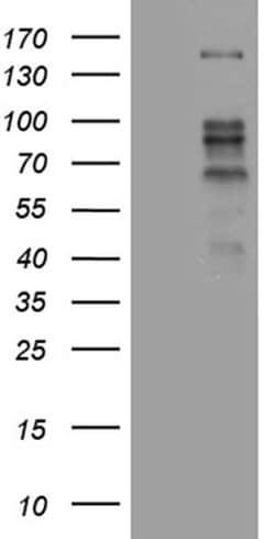 Invitrogen ZBTB4 Monoclonal Antibody (OTI1F6) 100 &mu;L; Unconjugated:Antibodies,