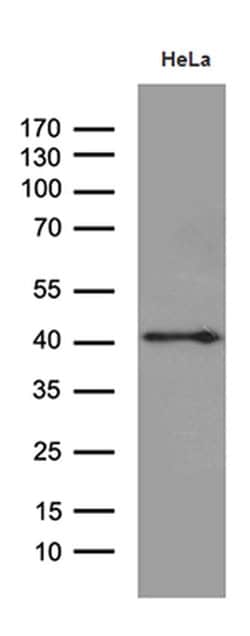 Invitrogen TAF1A Monoclonal Antibody (OTI7A11) 100 &mu;L; Unconjugated:Antibodies,