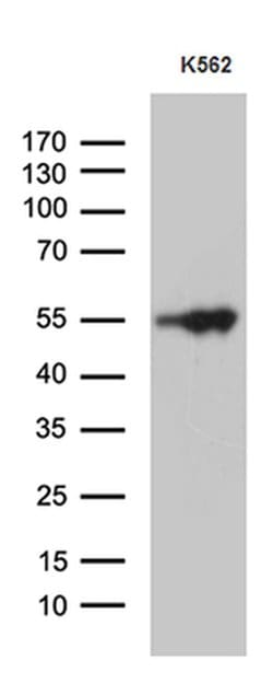 Invitrogen VRK2 Monoclonal Antibody (OTI2F5) 100 &mu;L; Unconjugated:Antibodies,
